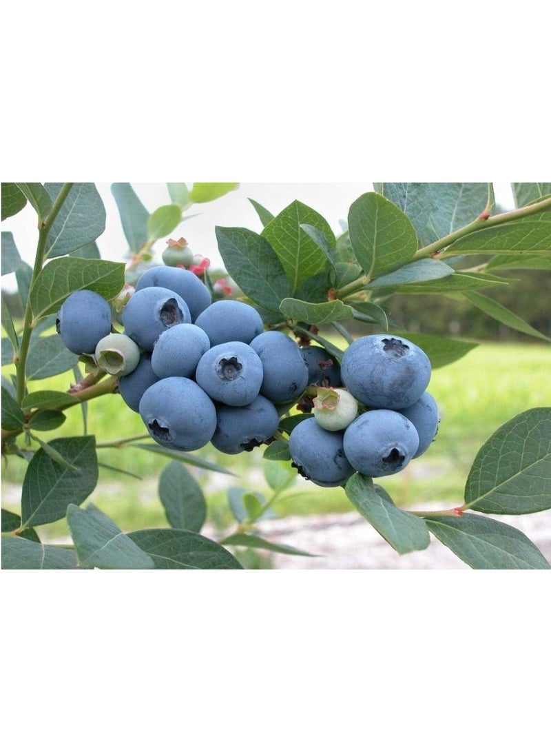 200 PCS Blueberry Seeds For Home Garden Planting - Image 2